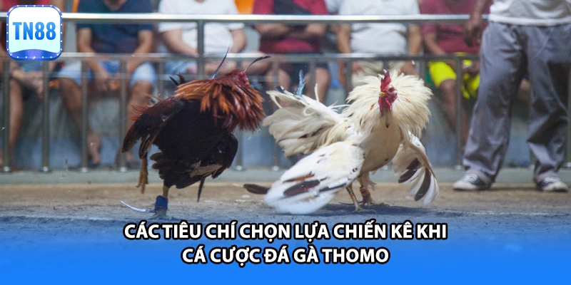Các tiêu chí chọn lựa chiến kê khi cá cược đá gà thomo