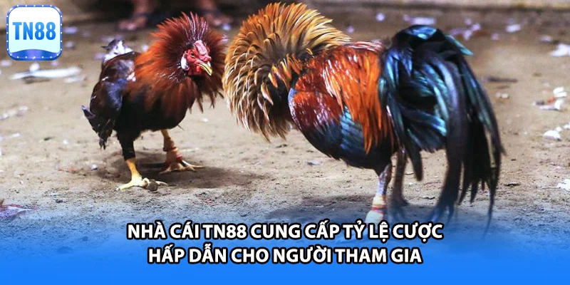 Nhà cái TN88 cung cấp tỷ lệ cược hấp dẫn cho người tham gia