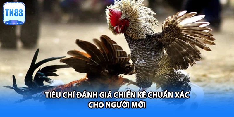 Tiêu chí đánh giá chiến kê chuẩn xác cho người mới