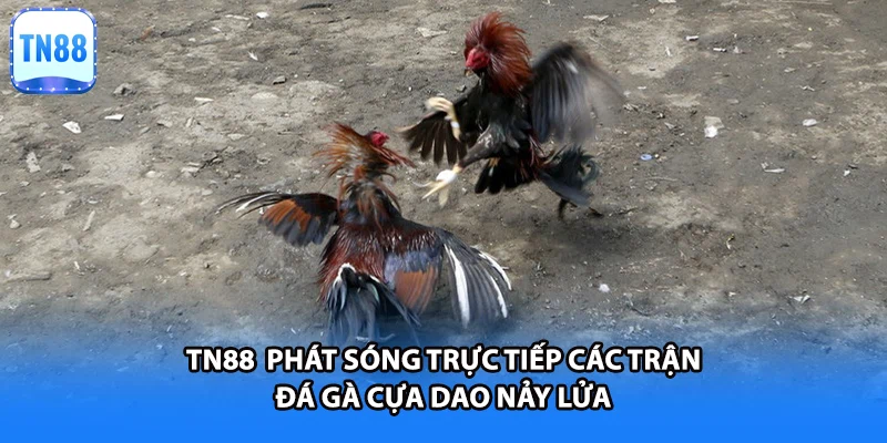 TN88  phát sóng trực tiếp các trận đá gà cựa dao nảy lửa